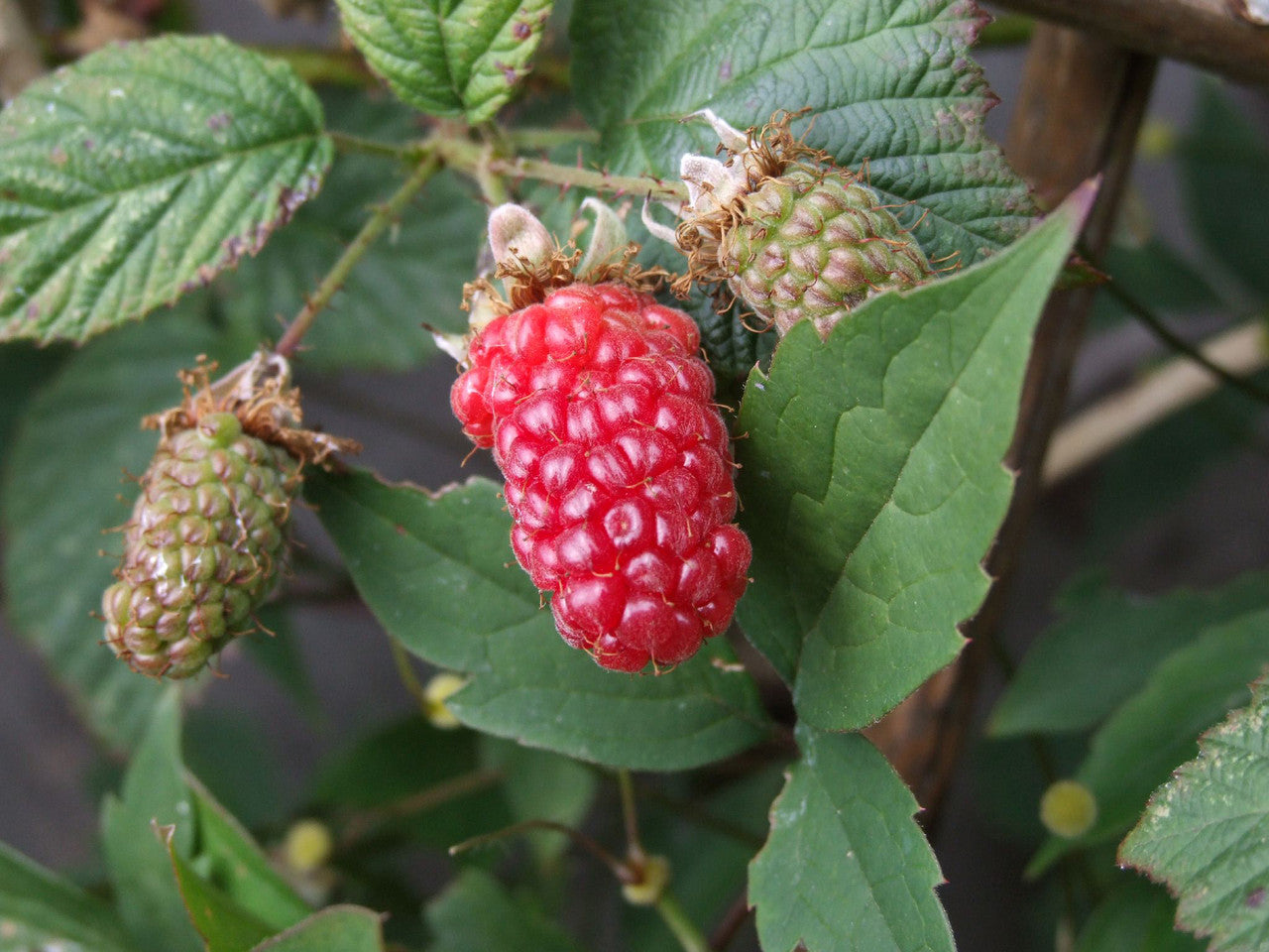 Tayberry Fruit Seed Set for Unique, Sweet Berries