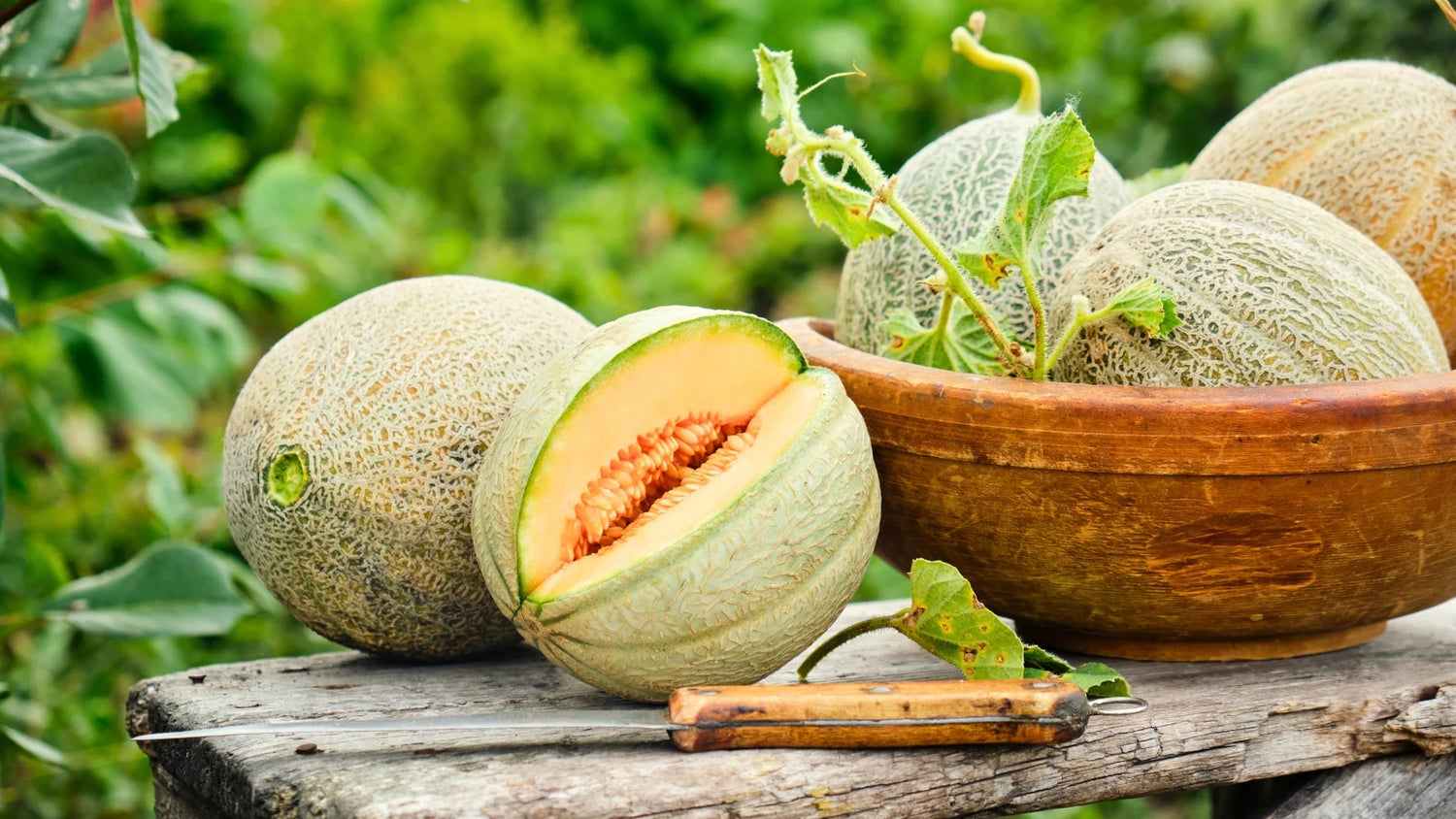 Pocket Melon Fruit Seed Pack for Small, Sweet Melon Varieties