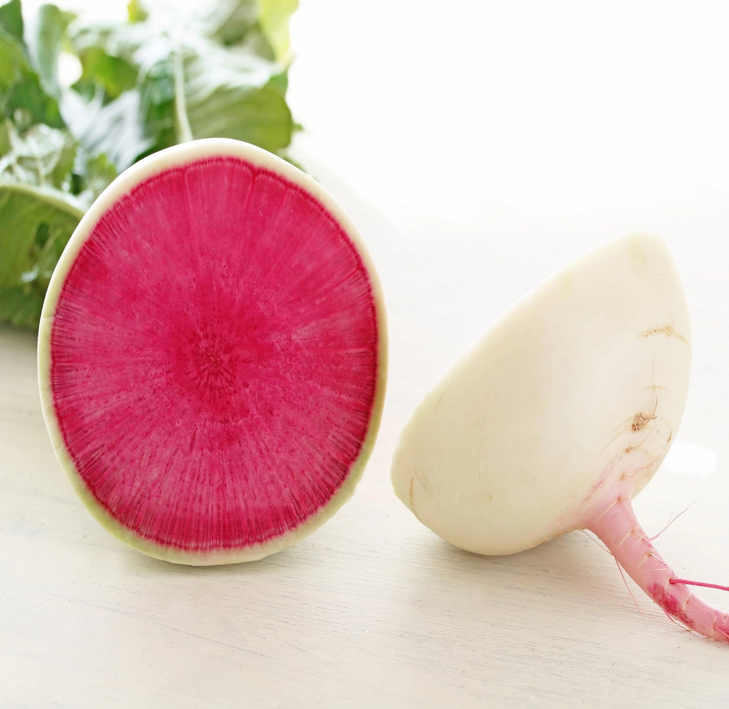 Starburst Hybrid Radish Seeds | Bright Red-and-White Specialty Radishes – Heirloom, Non-GMO, High Germination Organic Garden Seeds