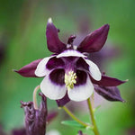 Purple White William Guiness Flower Seeds for Planting - NON GMO Seeds Dhara Seeds