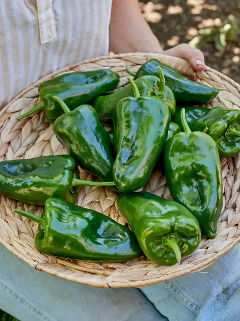 Hot Pepper Seeds (Organic) - Ancho Poblano