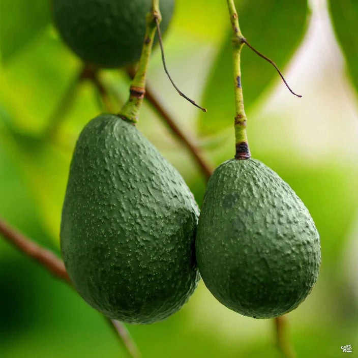 Wurtz (Littlecado) Avocado Seeds Fruit Seeds - Grow Creamy and Rich Avocados,– Grow in Cooler Climates