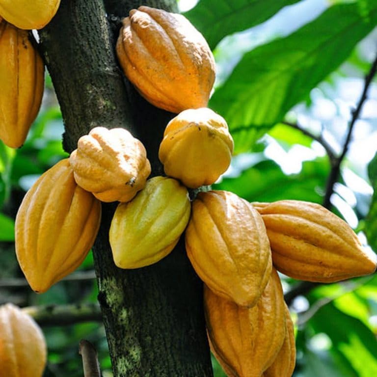 Kakaobohne Fruit Seeds - Grow Cocoa Beans for a Rich and Chocolatey Harvest