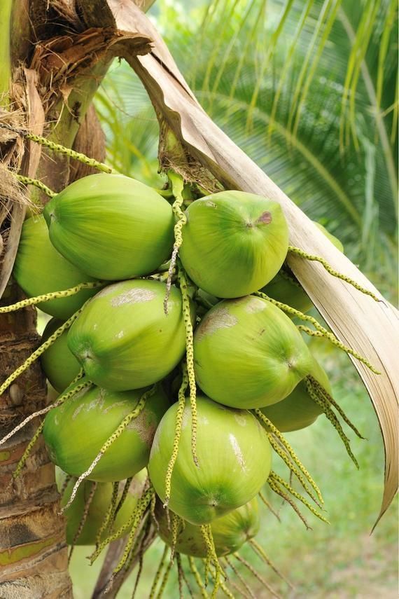 Coconut (Cocos nucifera)