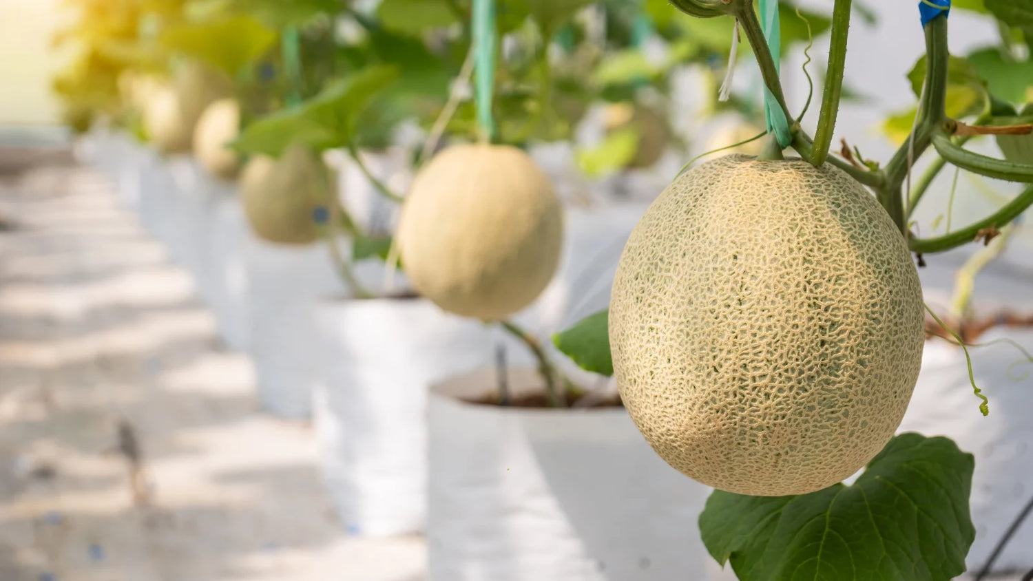 Pocket Melon Fruit Seed Pack for Small, Sweet Melon Varieties