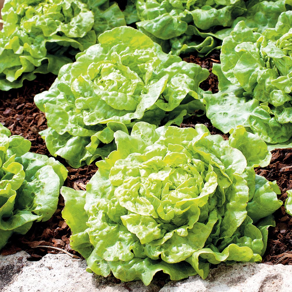 Lettuce Seeds (Organic) - Tom Thumb