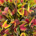 Red Catching Plant or Venus Fly Trap Insectivorous Plant Planting Seeds for Garden NON GMO Seeds Dhara Seeds