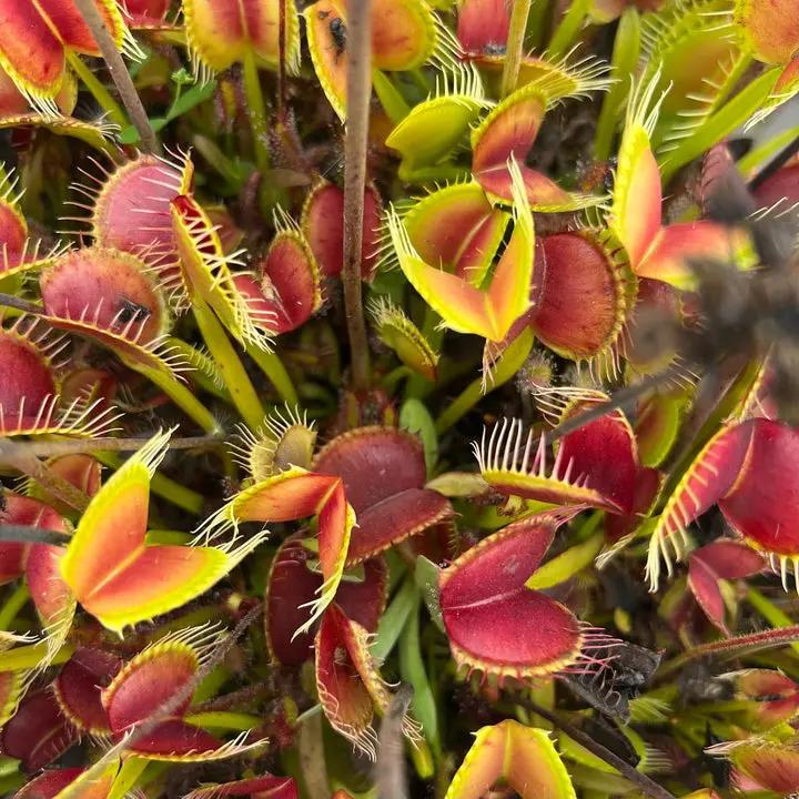 Red Catching Plant or Venus Fly Trap Insectivorous Plant Planting Seeds for Garden NON GMO Seeds Dhara Seeds