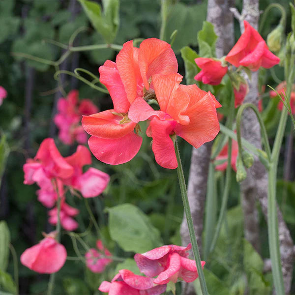 Sweet pea flower Lathyrus latifolius red perlen seeds for planting in vertical gardens or balcony trellises