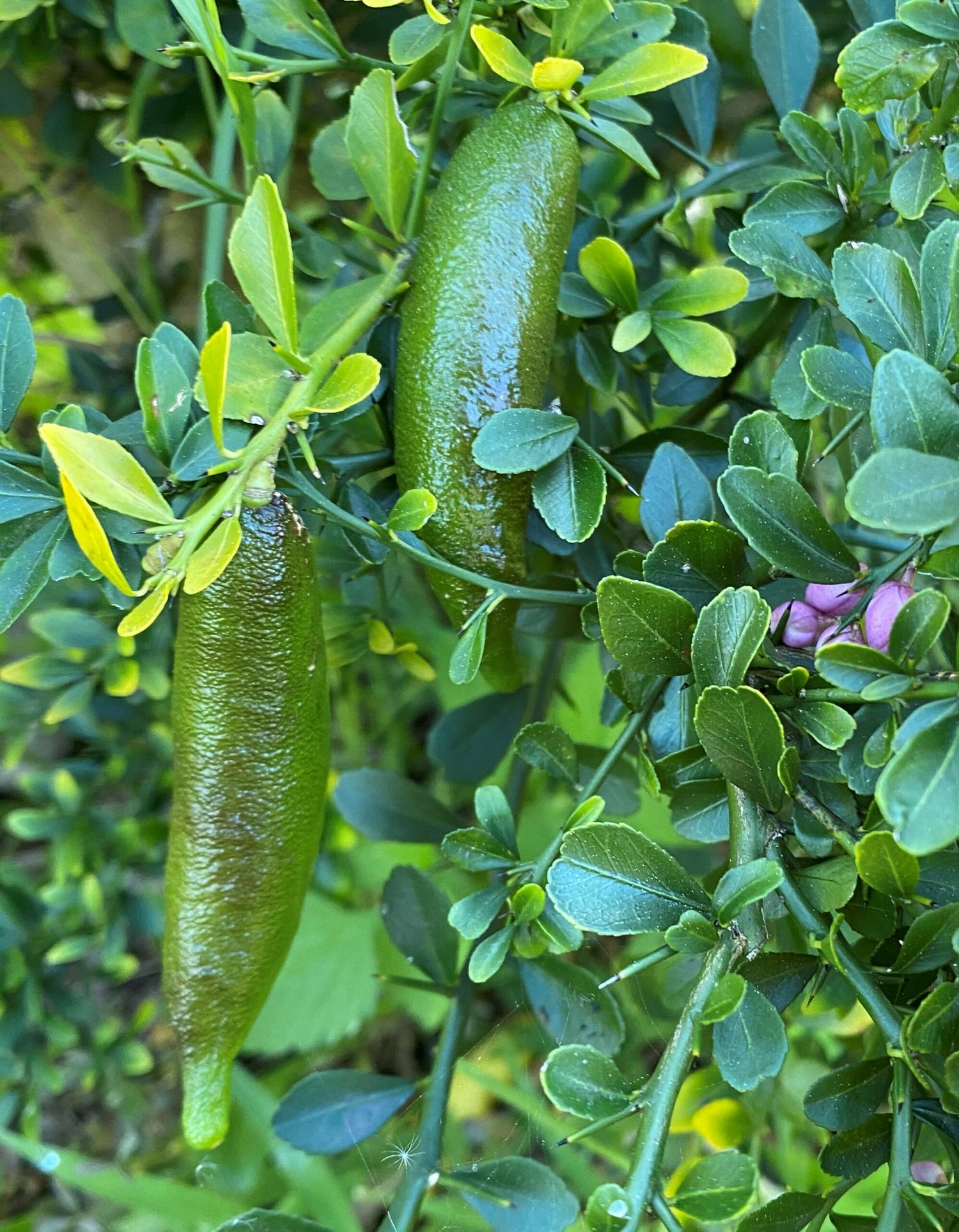 Yellow Gold Finger Lime Fruit Seed for Planting - Pack for Unique, Tangy Citrus Trees