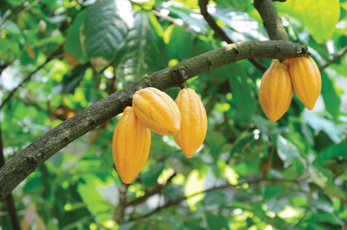 Kakaobohne Fruit Seeds - Grow Cocoa Beans for a Rich and Chocolatey Harvest