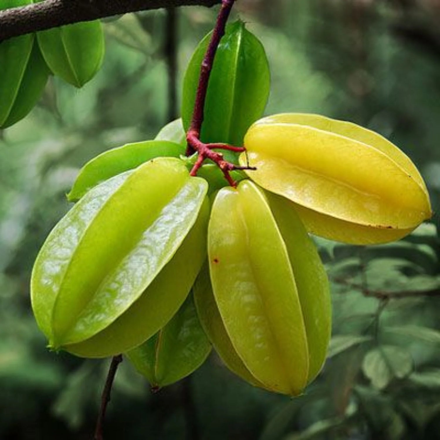 Star Fruit Seeds - Unique and Refreshing Star Fruit for Your Garden