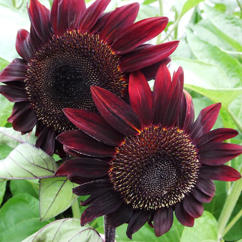 Rouge Royale Sunflower Seeds | Deep Burgundy Red Sunflower Blooms – Heirloom, Non-GMO, High Germination Organic Garden Seeds