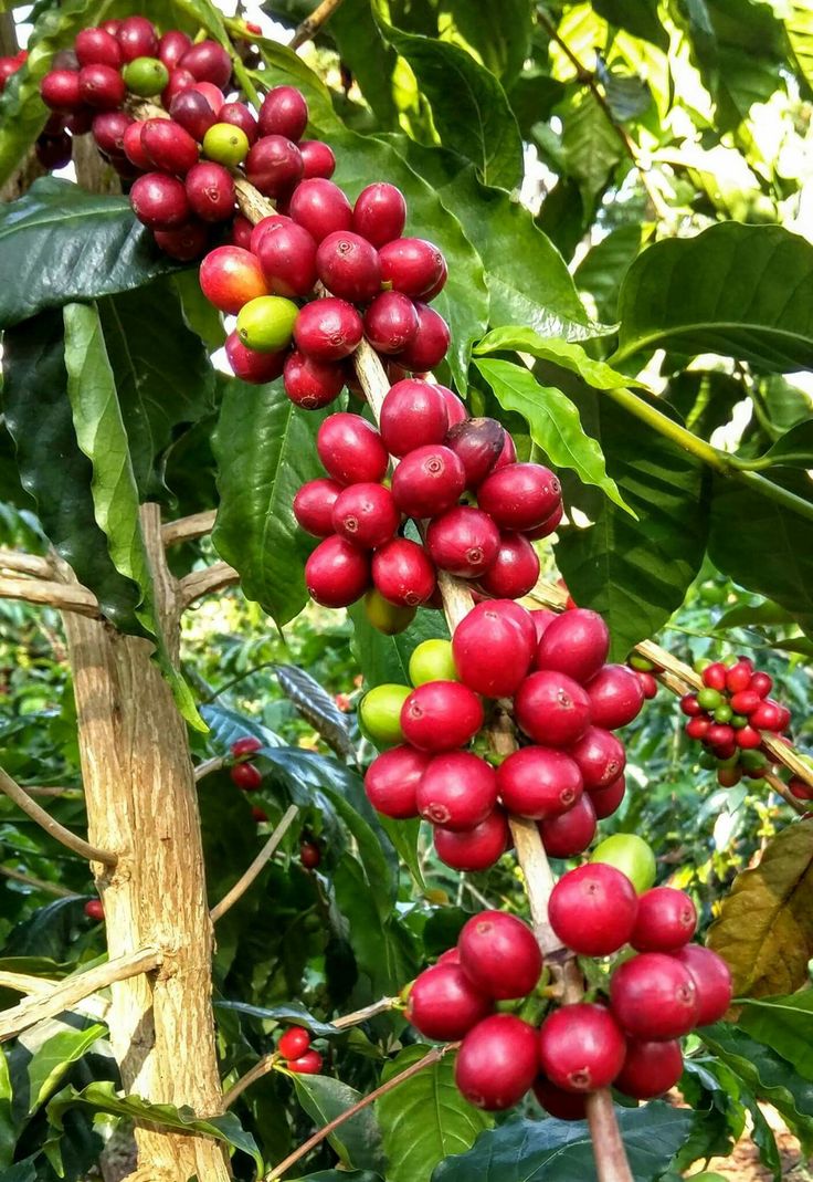 Coffee Cherry (Coffea arabica)