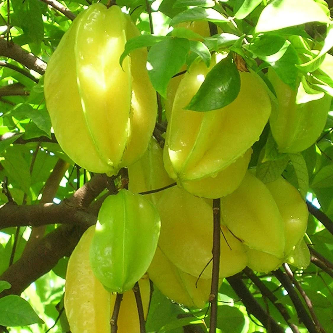 Star Fruit Seeds - Unique and Refreshing Star Fruit for Your Garden