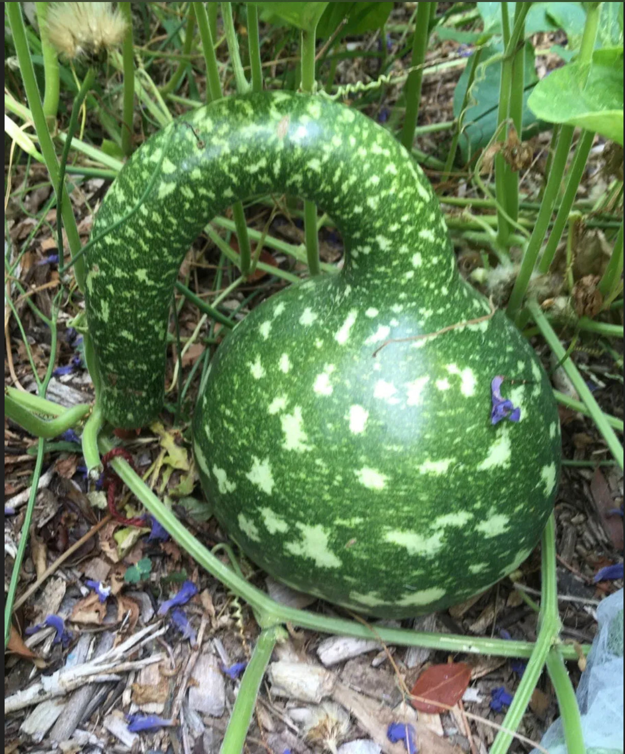 Speckled Swan Vegetable Seeds for Planting