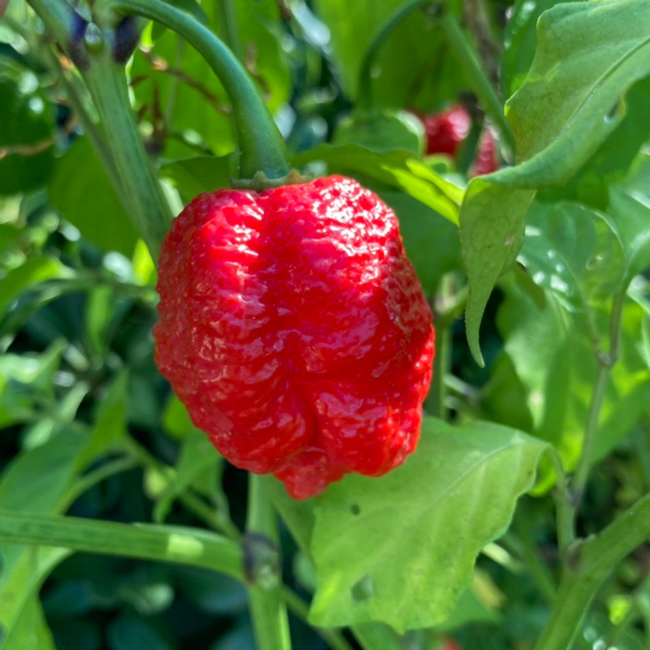 Trinidad Pepper Vegetable Seeds for Planting