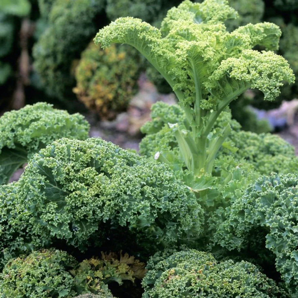 Ridge Kale Plant Seeds for Planting