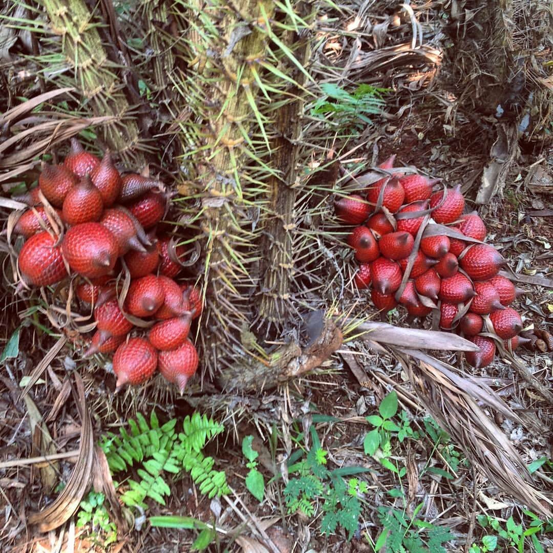 Salak Snakeskin Fruit Seeds for Unique Tropical Gardens