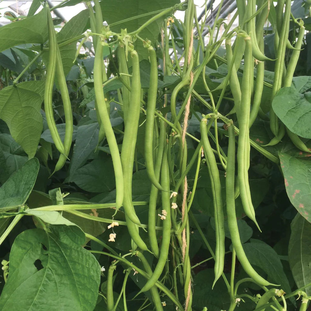 Pole Bean Vegetable Seeds for Planting