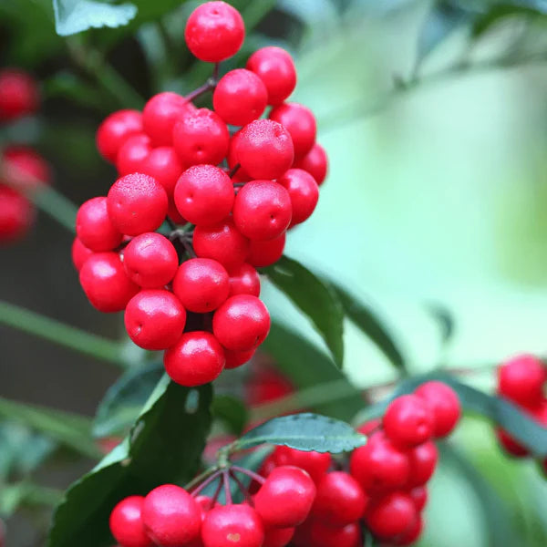 Ardisia Crenata Fruit Seeds - A Decorative Plant with Vibrant Fruits