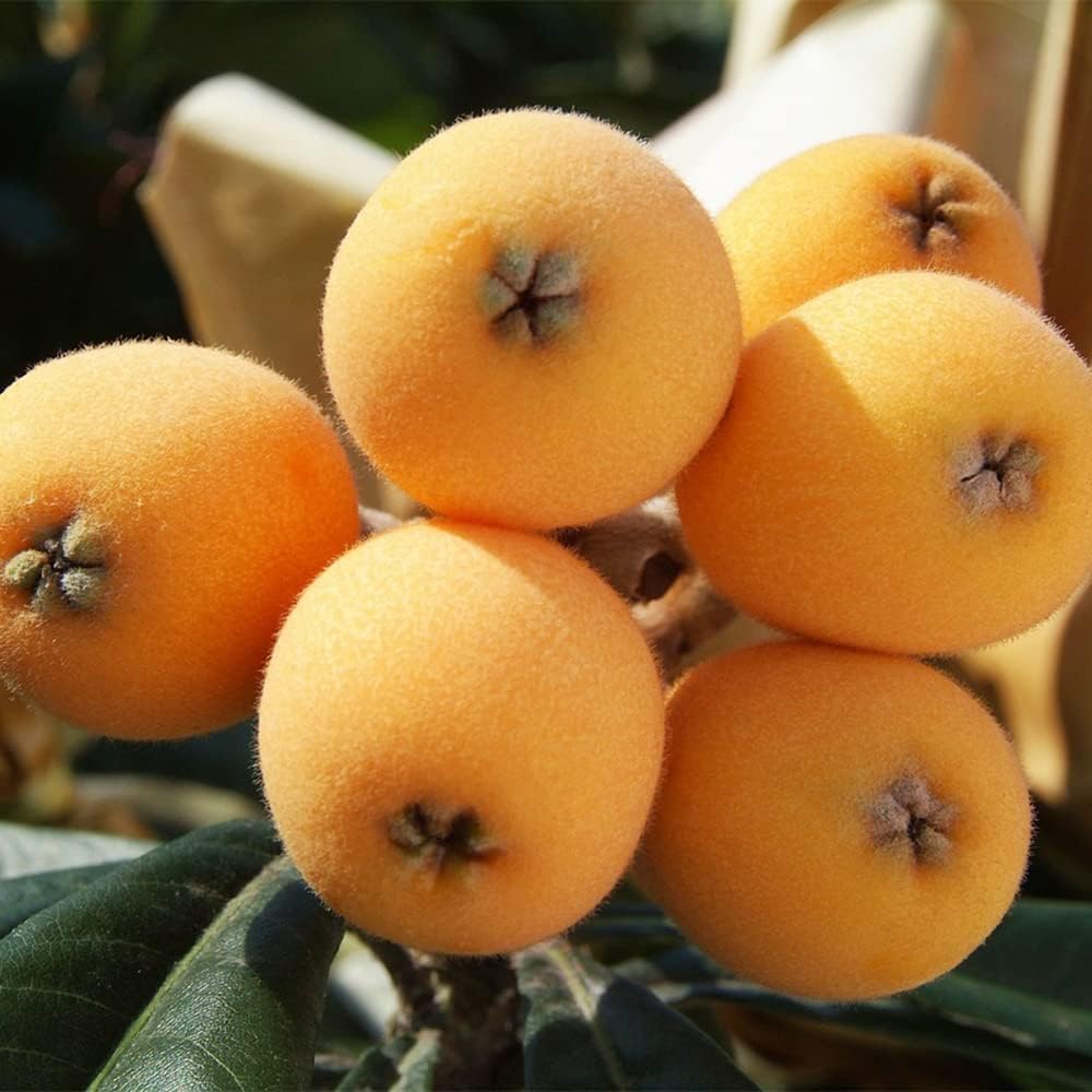 Heirloom Gold Nugget Loquat Fruit Seeds for Planting - Sweet and Juicy Fruit Trees for Home Garden