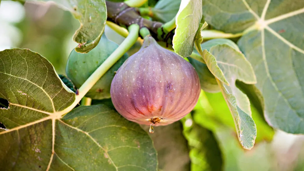 Sweet King Fig Fruit Seeds for Planting - Sweet and Nutritious Fig Trees Grow at Home, GMO Free Seeds