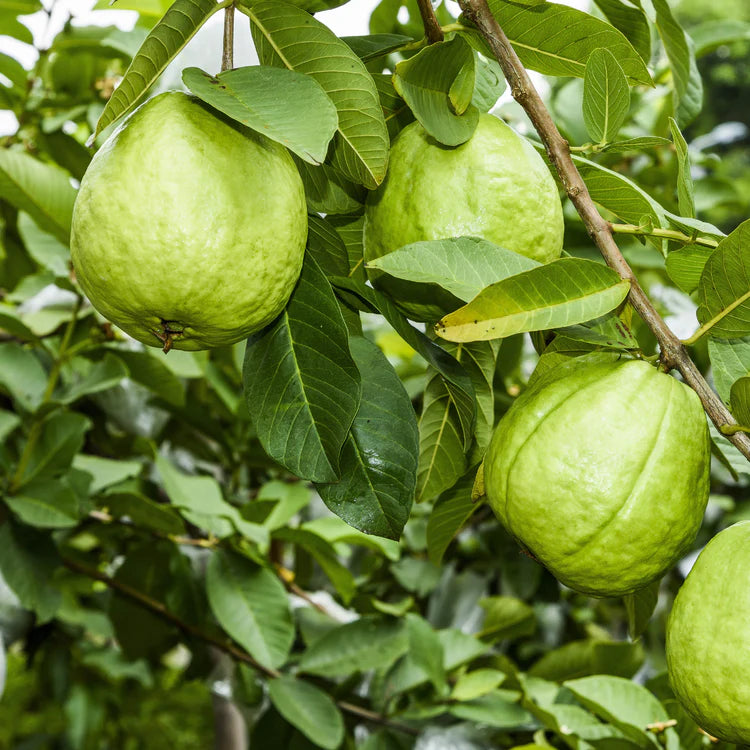 Crystal Guava (Indonesia) Fruit Seed for Planting - Collection for Sweet Tropical Harvests, GMO Free