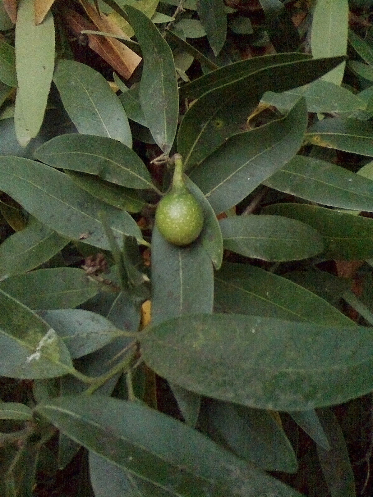 Bay Laurel Fruit Seeds for Growing Aromatic and Flavorful Laurel Trees