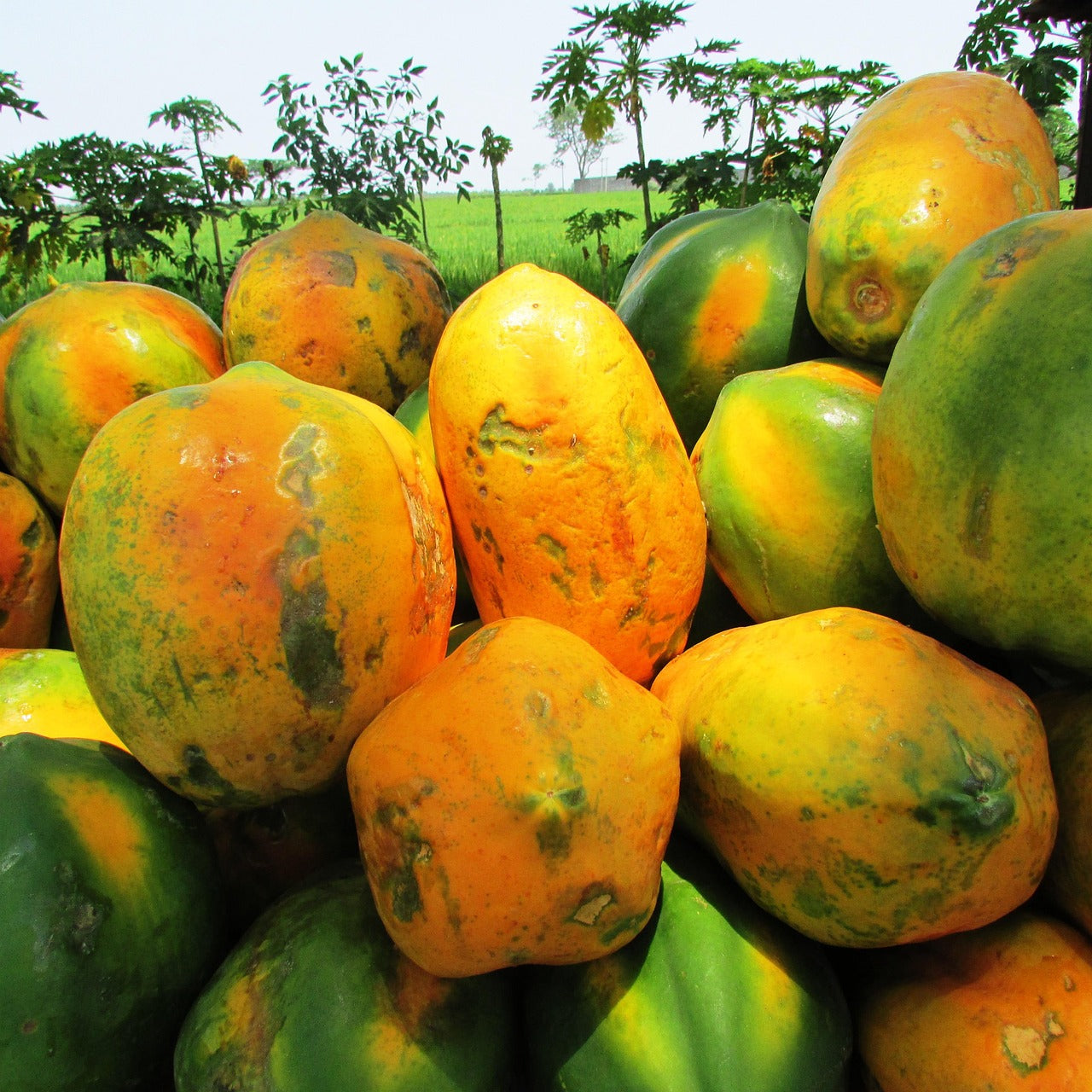Calimosa Papaya Fruit Seeds for Planting- Tropical and Nutritious Fruit for Your Garden