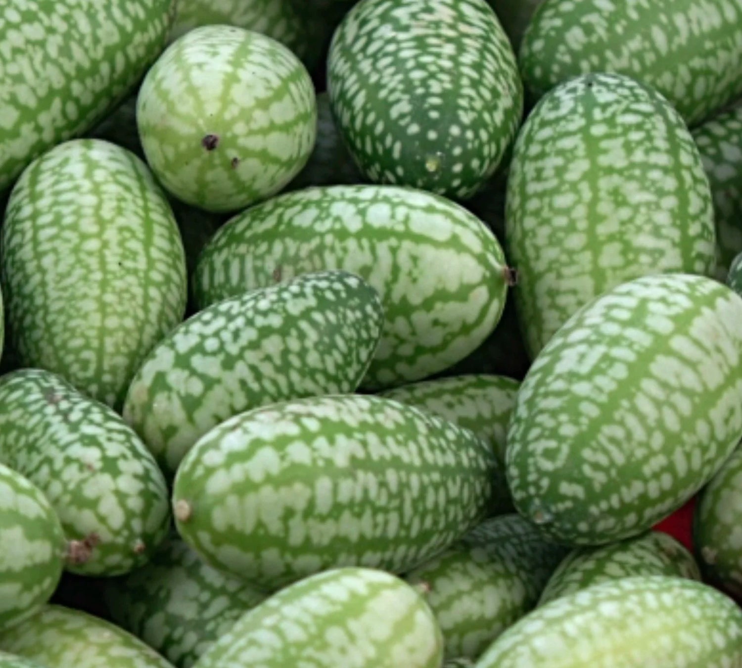 Mouse Melon Fruit Seeds - Small and Unique Melons for Your Garden