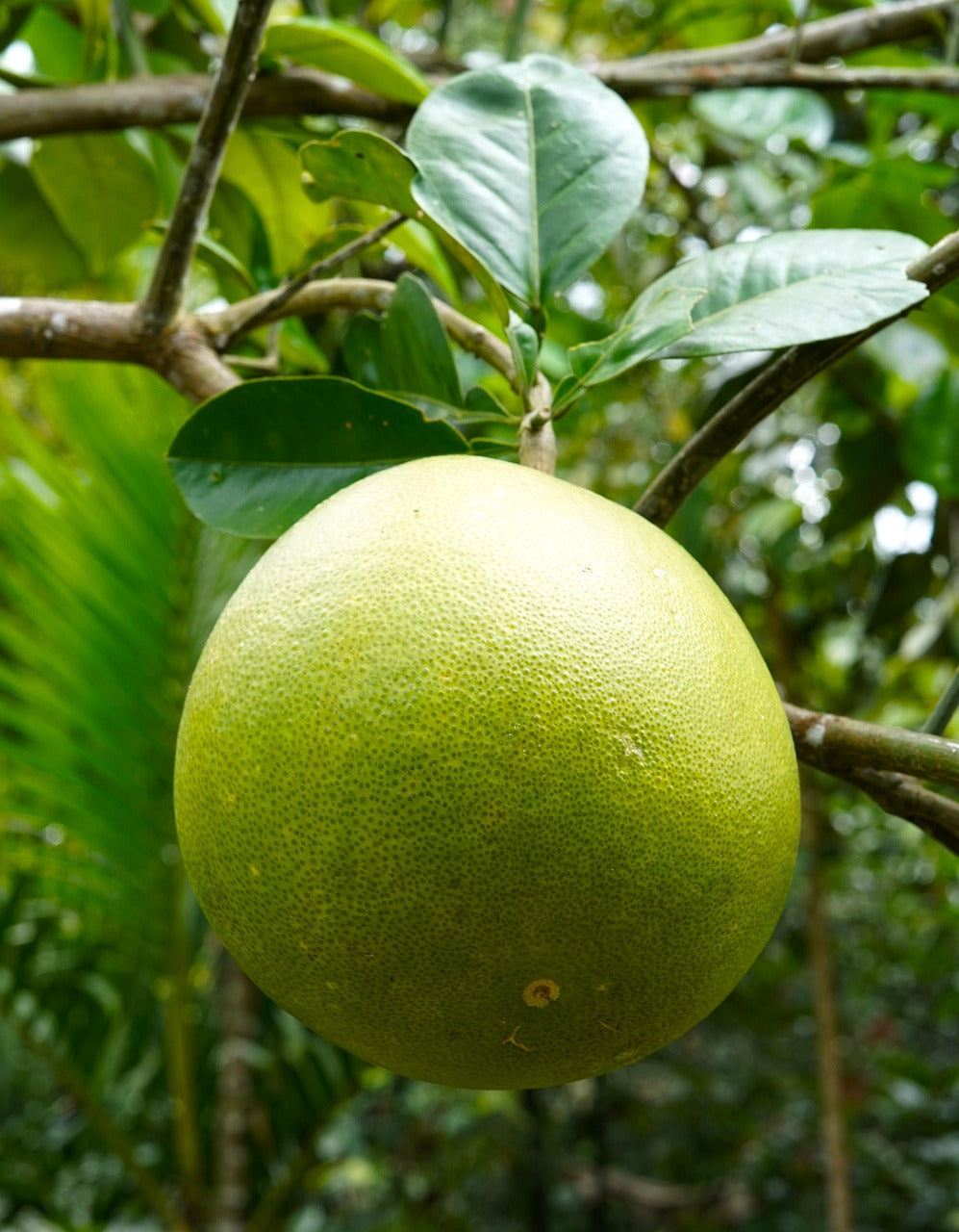 Valentine Pomelo Fruit Seeds for Planting - Cultivate the Giant Pomelo, a Sweet and Juicy Delight