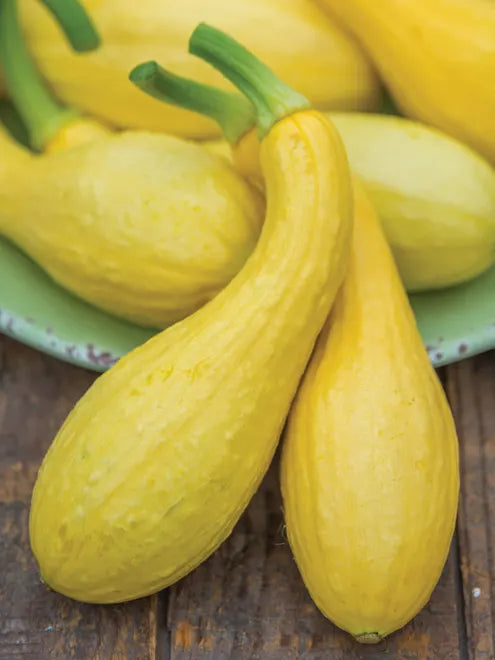 Squash (Summer) Seeds - Early Summer Crookneck