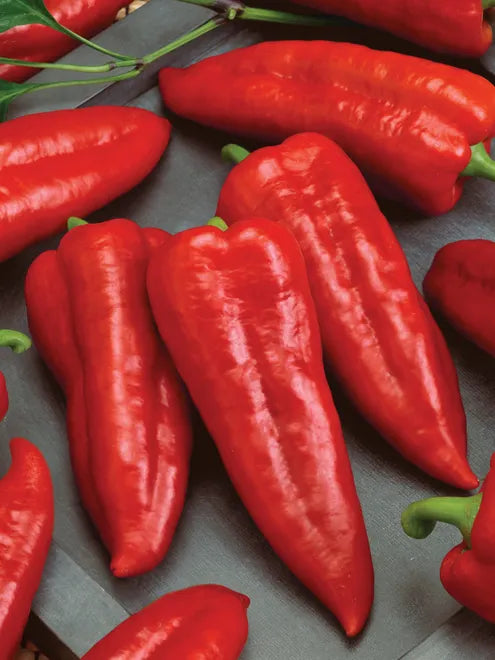 Sweet Pepper Seeds (Organic) - Marconi Red