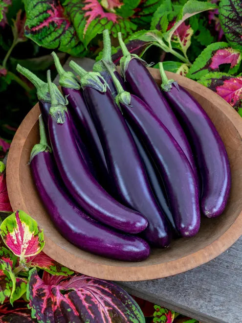 Eggplant Seeds - Finger Fruit Purple