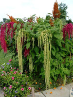 Mixed Caudatus Flower Seeds for Planting - NON GMO Seeds Dhara Seeds