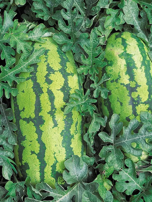 Watermelon Seeds - Georgia Rattlesnake