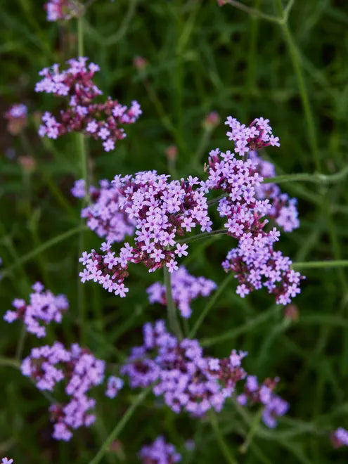 Verbena Vanity Seeds