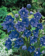 garden scene with long-lasting star-shaped balloon flowers

