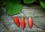 heirloom-fragaria-vesca-wild-delicious-strawberry-seeds

