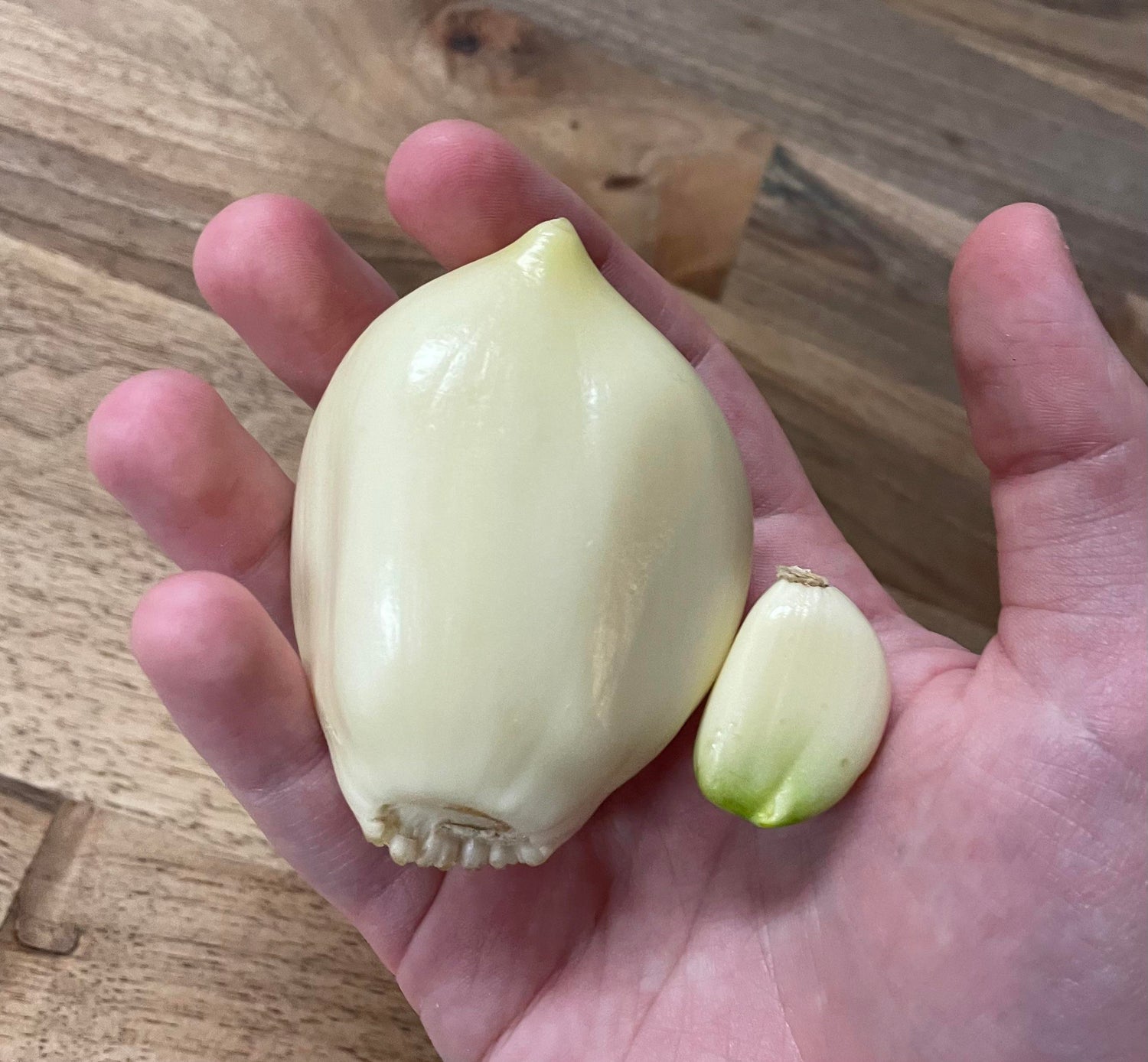 Elephant Garlic Bulb