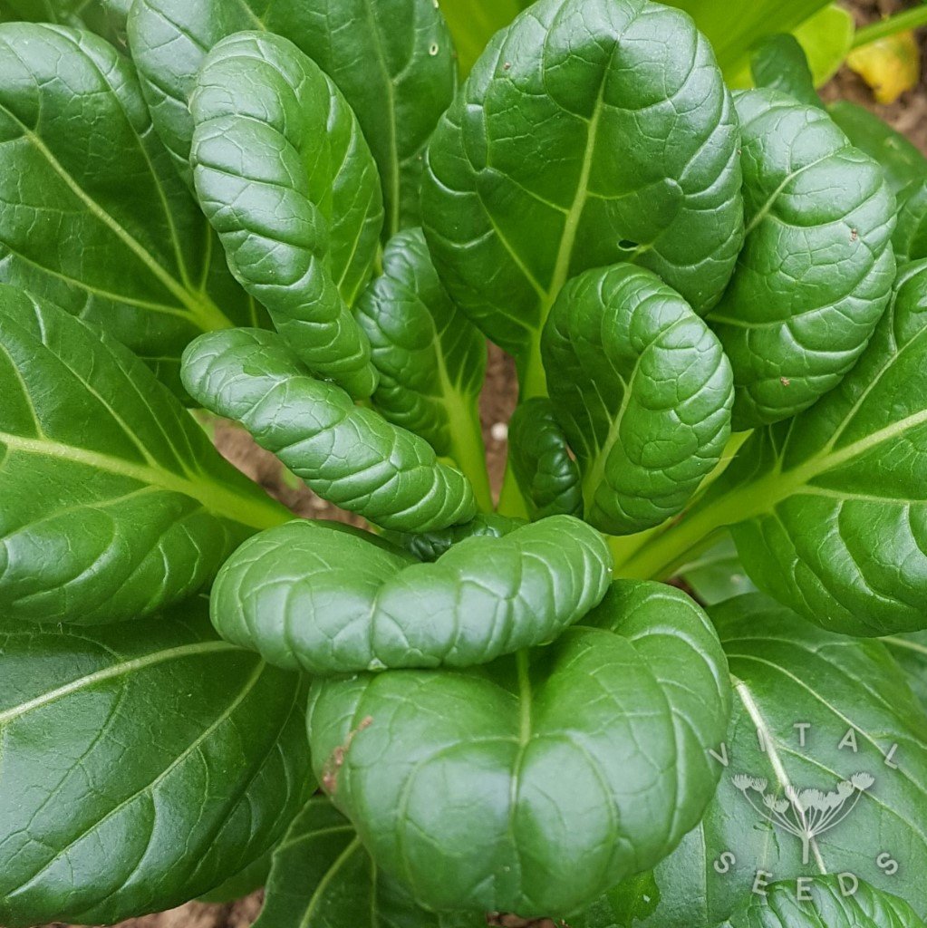 Komatsuna Seeds -  Spinach Mustard - Old Tokyo