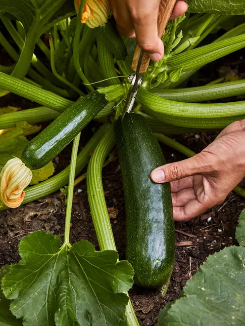 Squash Seeds (Organic) - Fordhook Zucchini