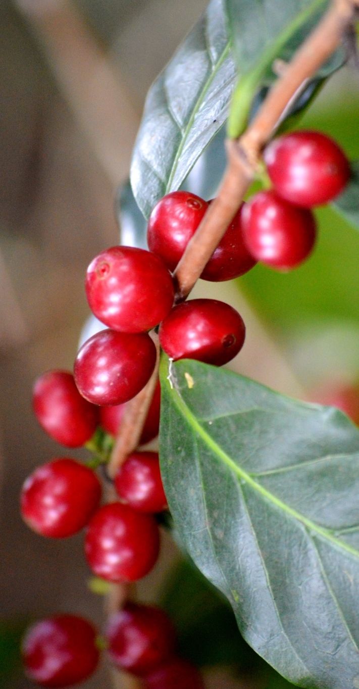 Coffee Fruit (Coffea arabica)