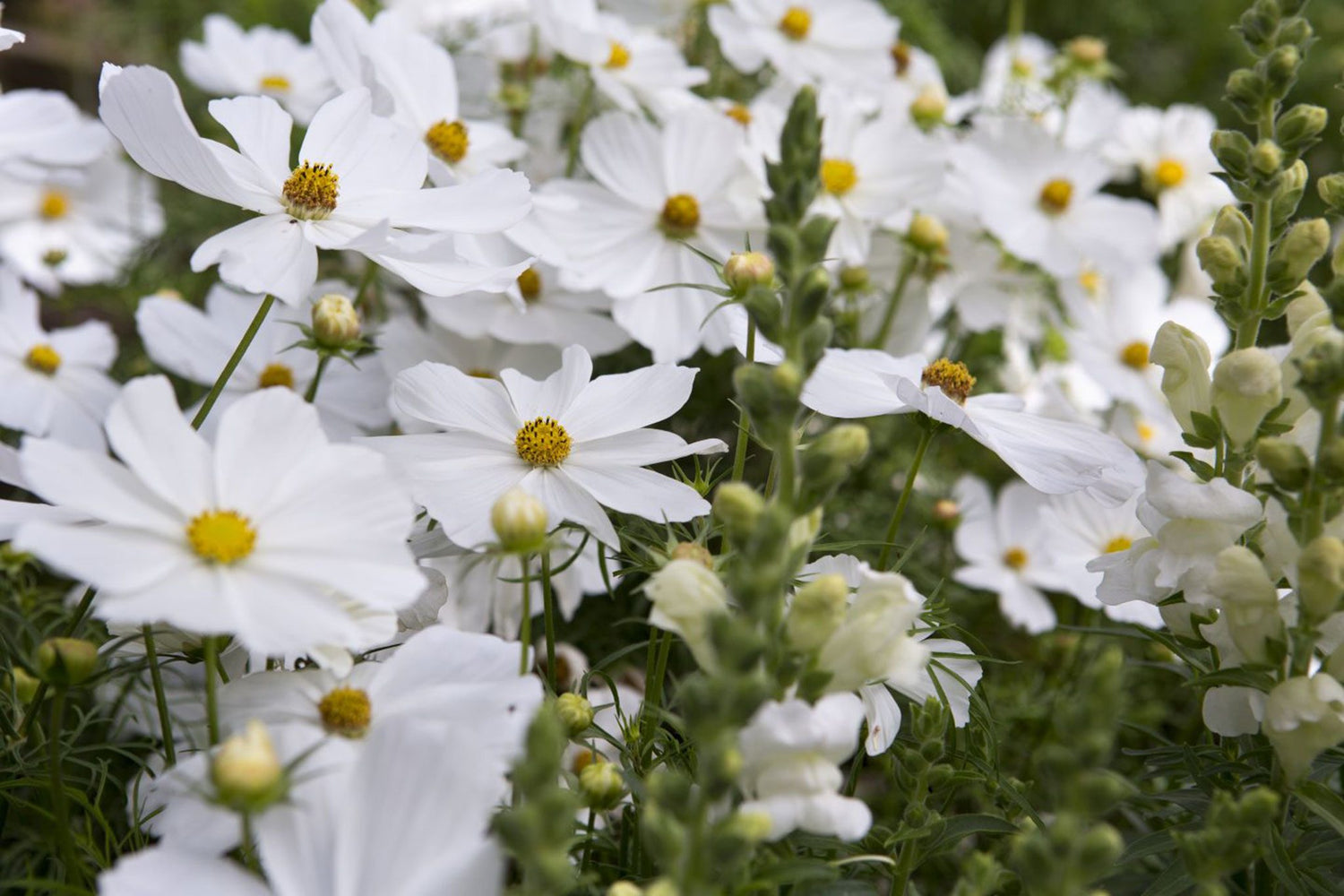 Cosmos Seeds - Purity