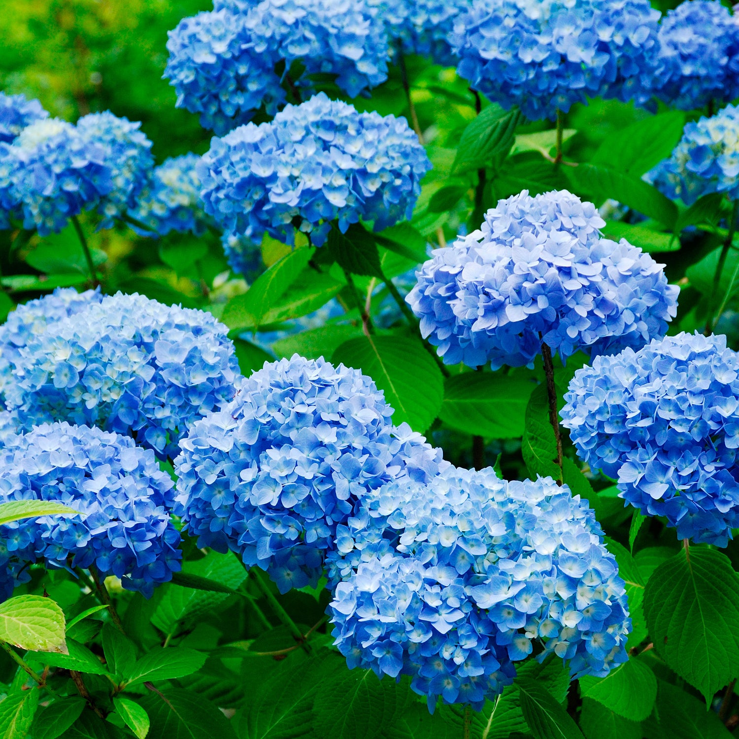 Blue Hydrangea Seeds – Vibrant Garden Blooms