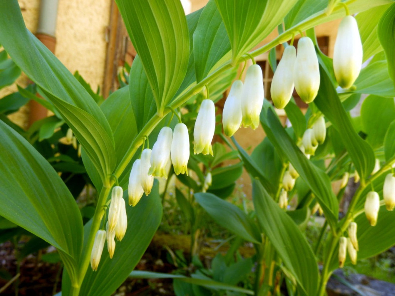 Green Polygonatum (Solomon's Seal) Plant Seeds for Ornamental Gardens – Fresh Herb for Your Garden