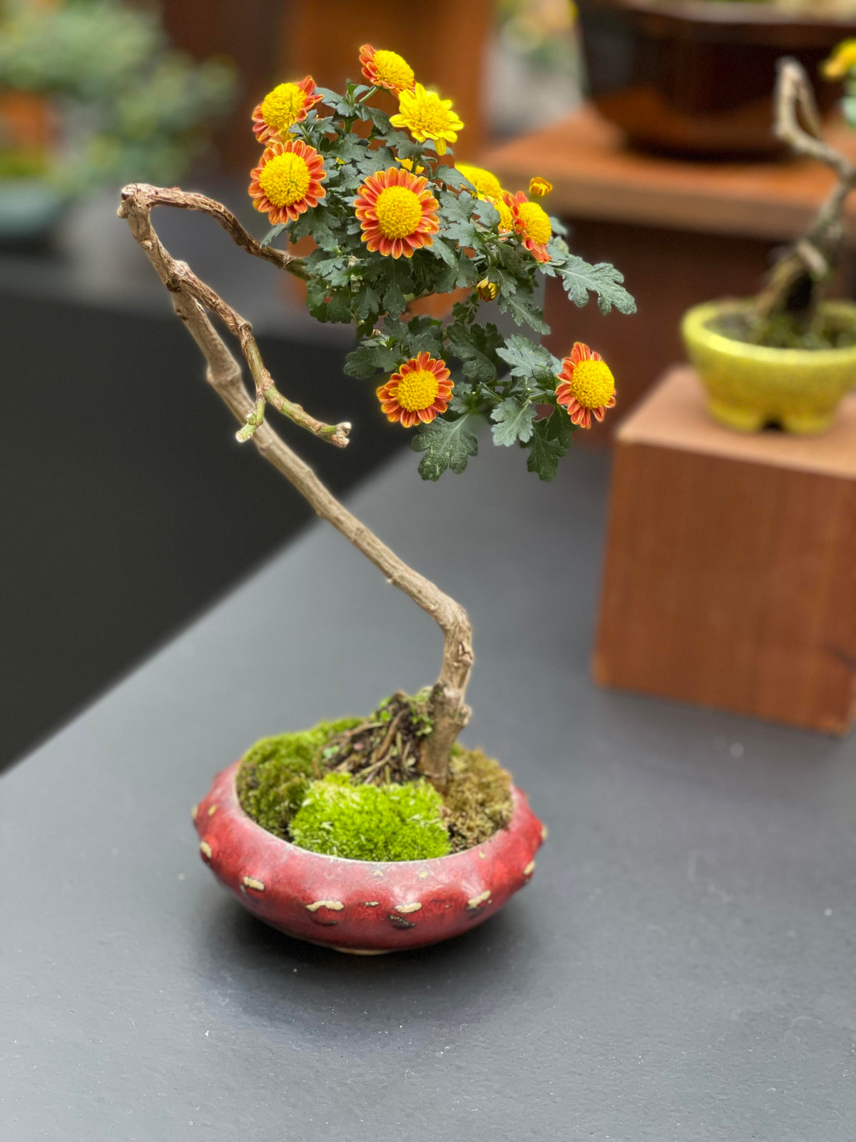 Chrysanthemum Morifolium Bonsai Flower Seeds for Planting