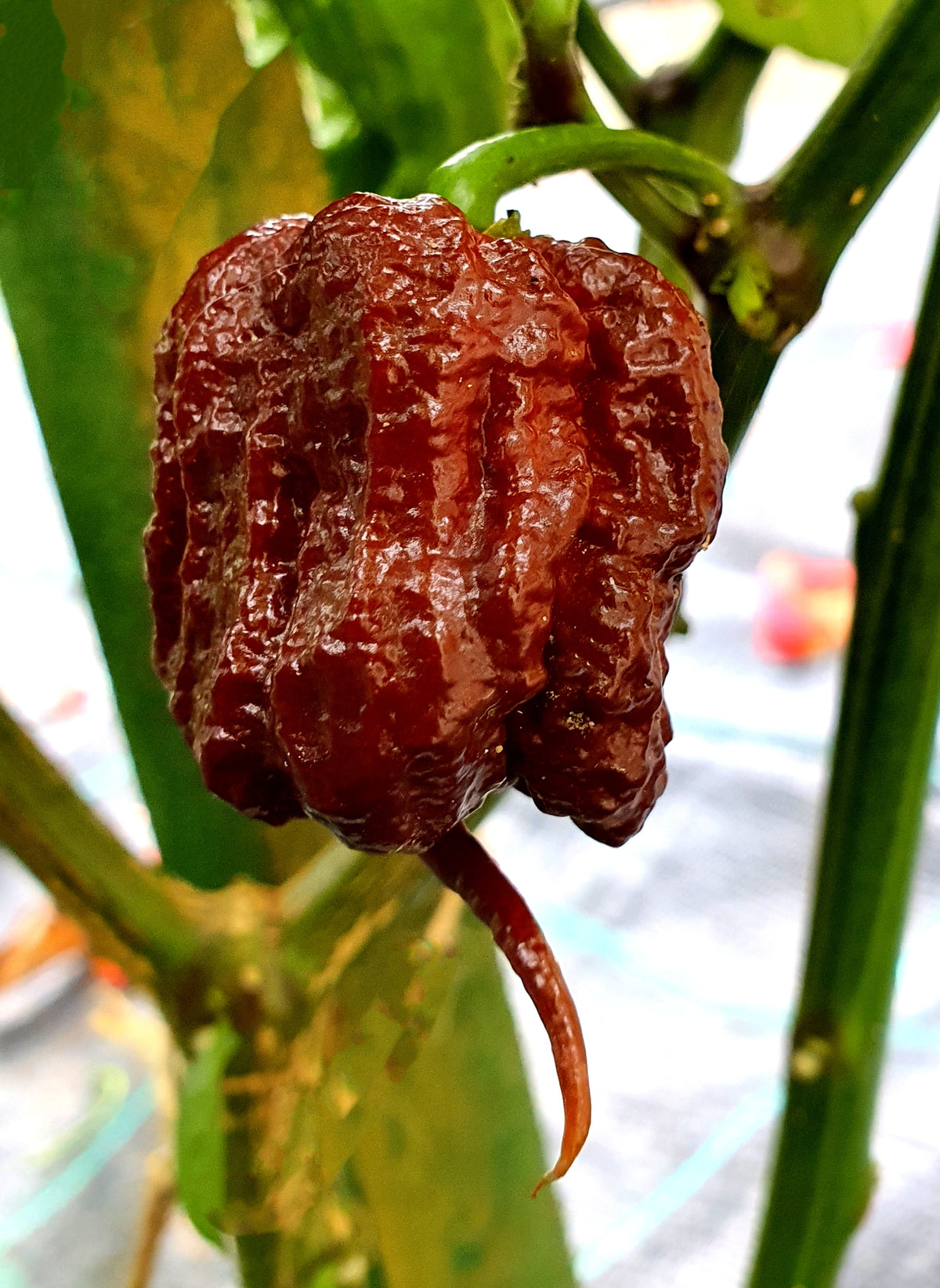 Pot Chocolate Primo Pepper Seeds – Heirloom, Non-GMO, High Germination Organic Garden Seeds