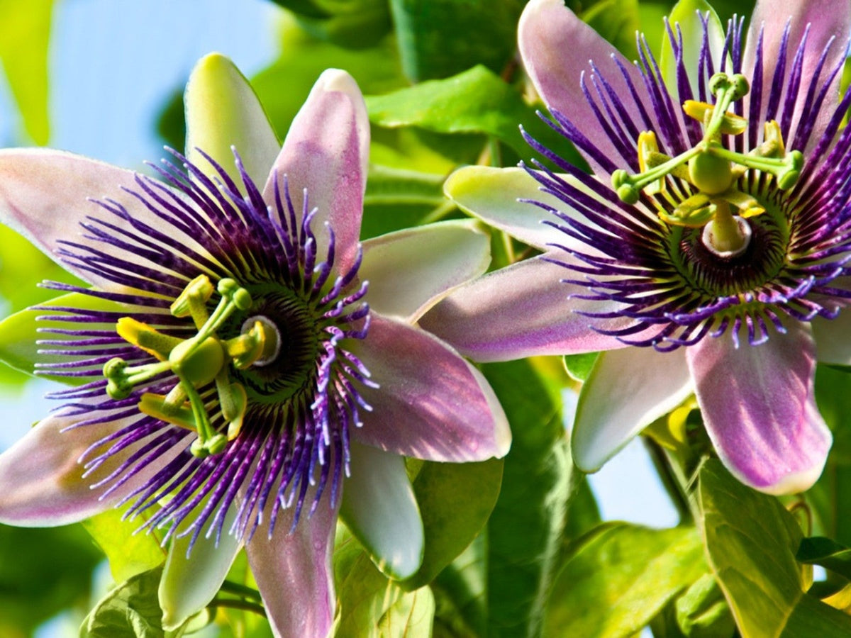 Dark Purple Passion Flower Seeds Passiflora incarnata for Tropical Climbing Vine Planting